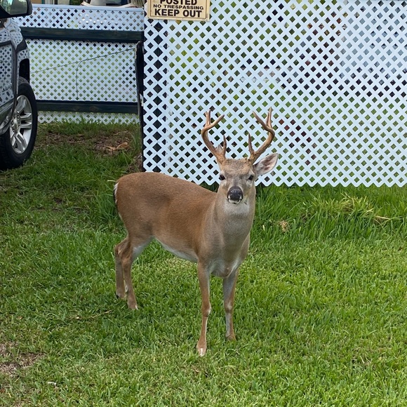 Meet your Posher, Sofia - Picture 1 of 1